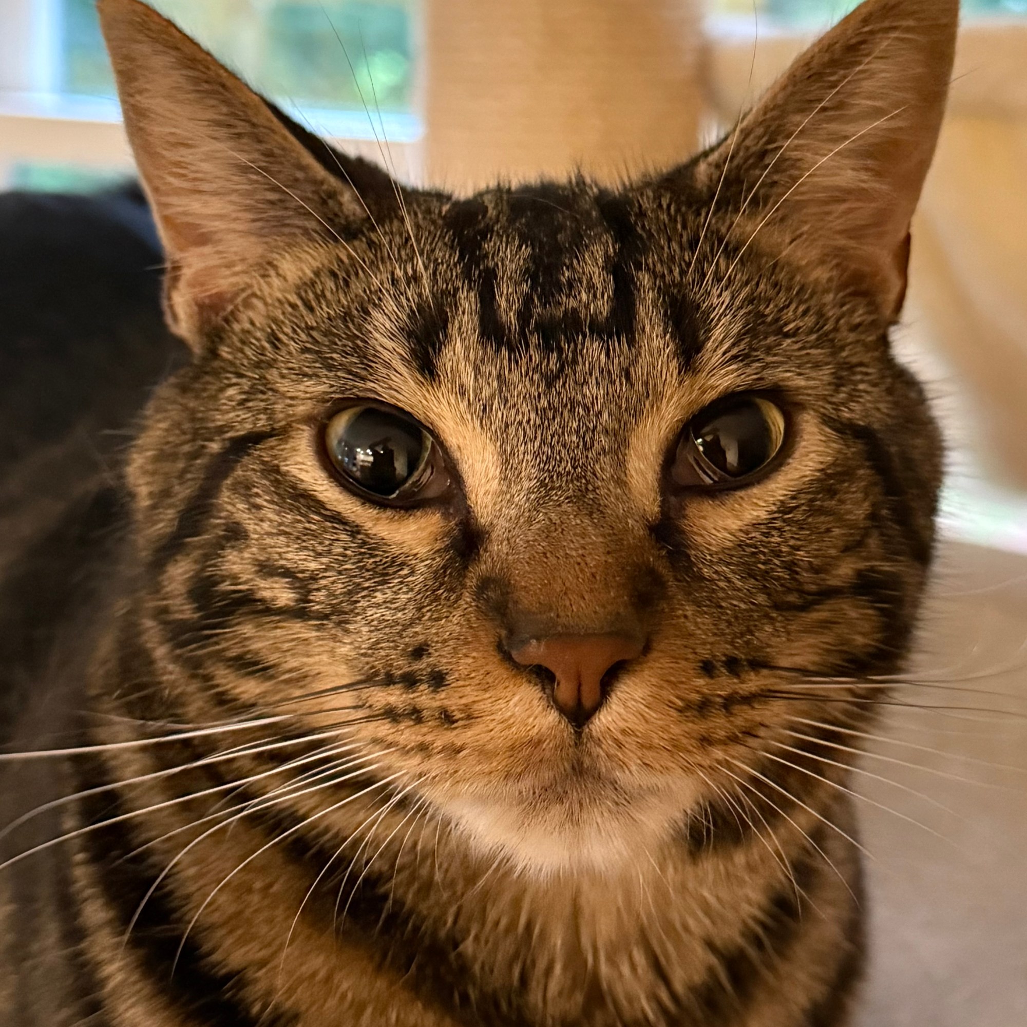 Brycen Nelson, Undergraduate (GT Chemistry and ChBE), bnelson75[at]gatech.edu, From: US